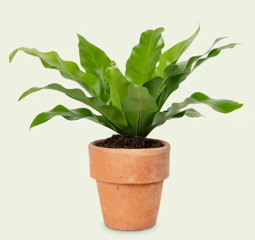 Imagem de Pré-visualização do Produto