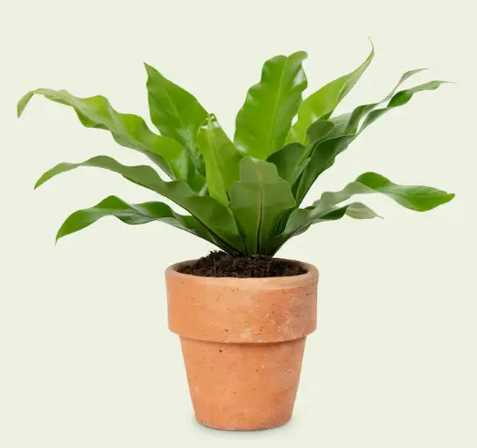 Imagem de Pré-visualização do Produto